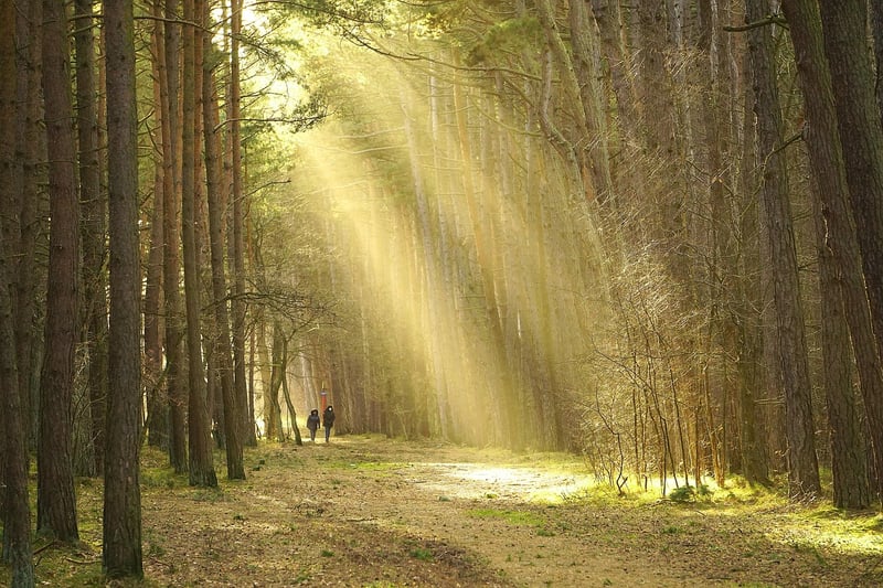 Forest Wedding