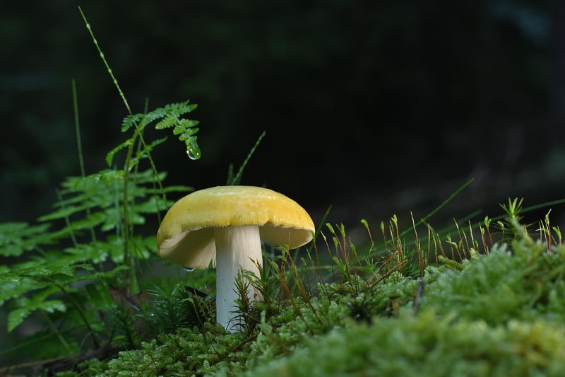 Moss and Fern