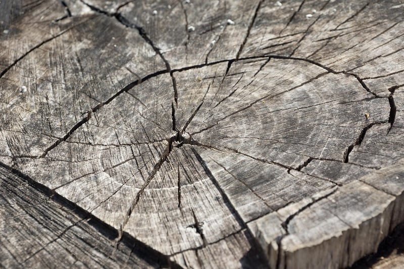 Tree Stump Decor